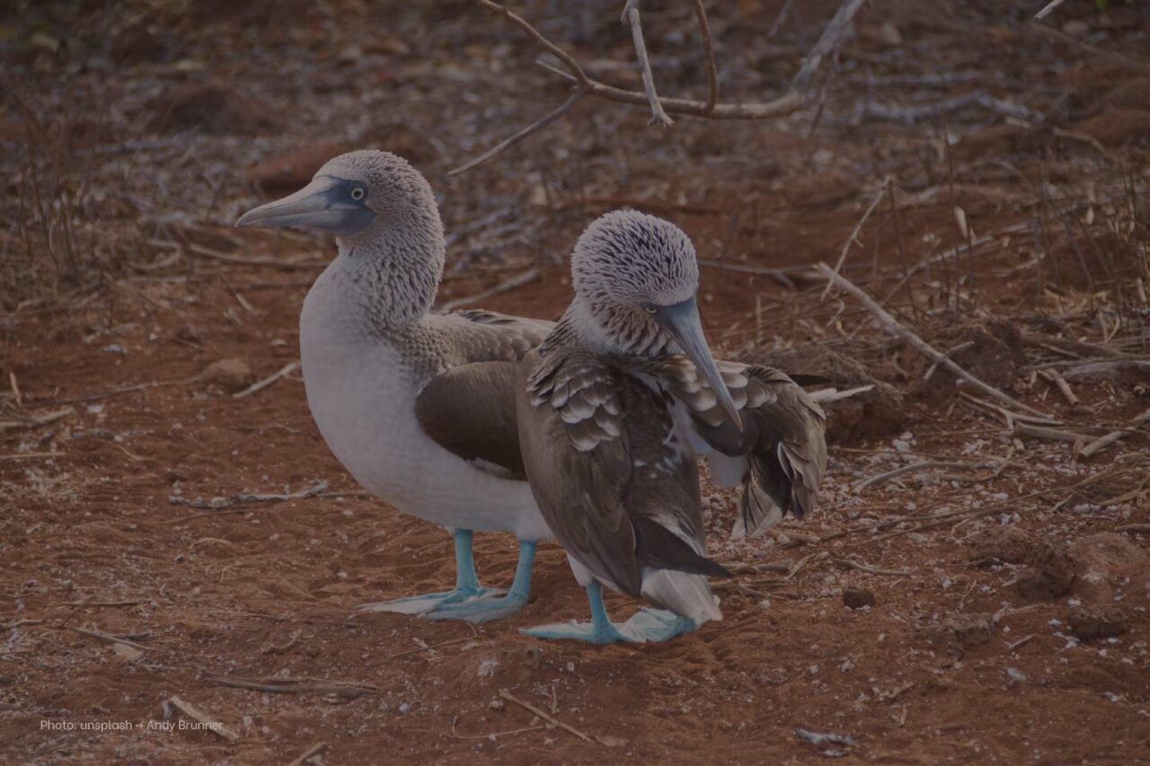 sebcatoire_1440x960_branding_galapagos_blue_footed