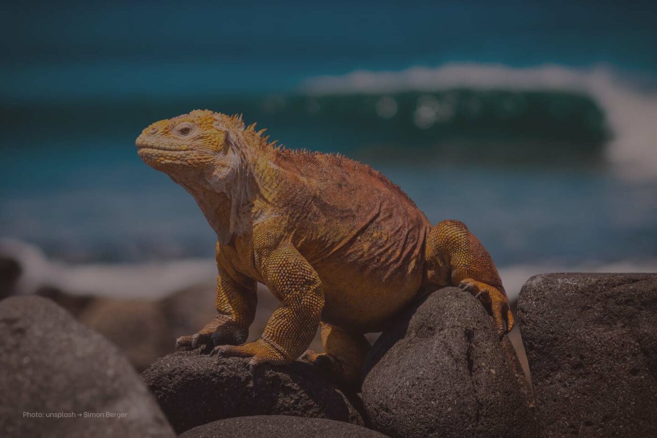 sebcatoire_1440x960_branding_galapagos_blue_iguana